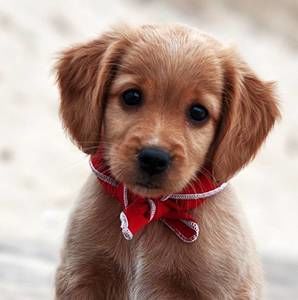 Meet your Posher, Isaiah